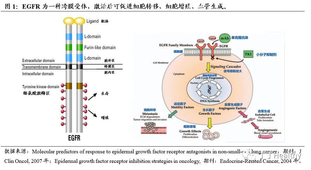 什么是恶性肿瘤靶向治疗 1537142539818_4980.png